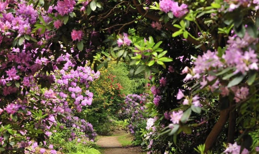 ‘Wandelen met…’ door de Rododendronvallei