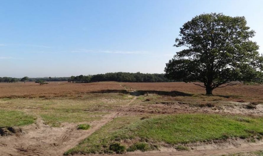 ‘Wandelen met…’ rond de Westerheide