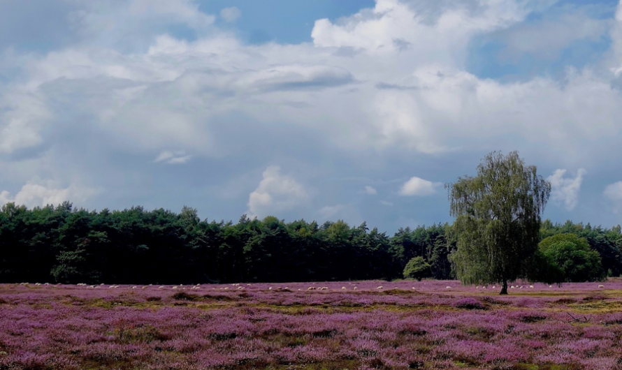 ‘Wandelen met…’ bij Blaricum en Huizen