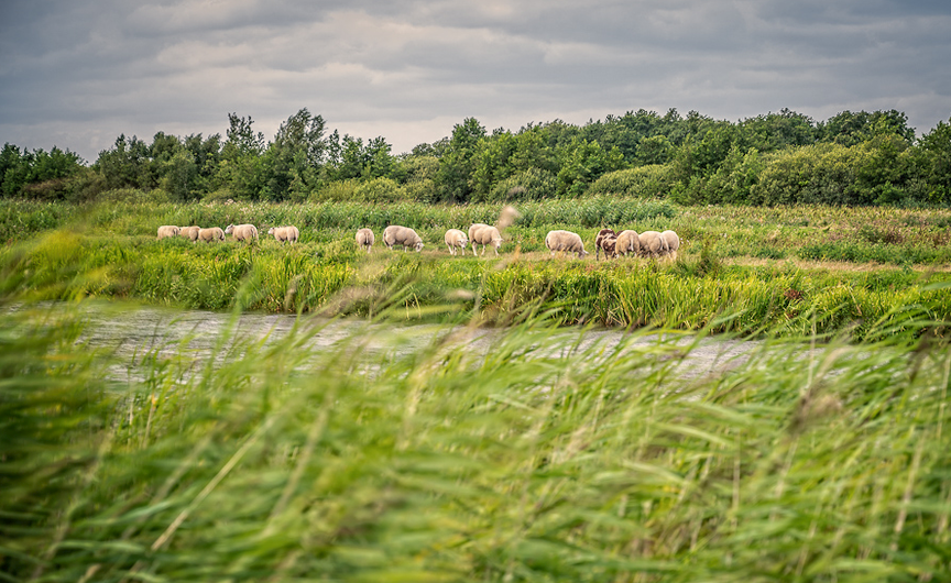 ‘Wandelen met…’ bij de Westbroekse Zodden