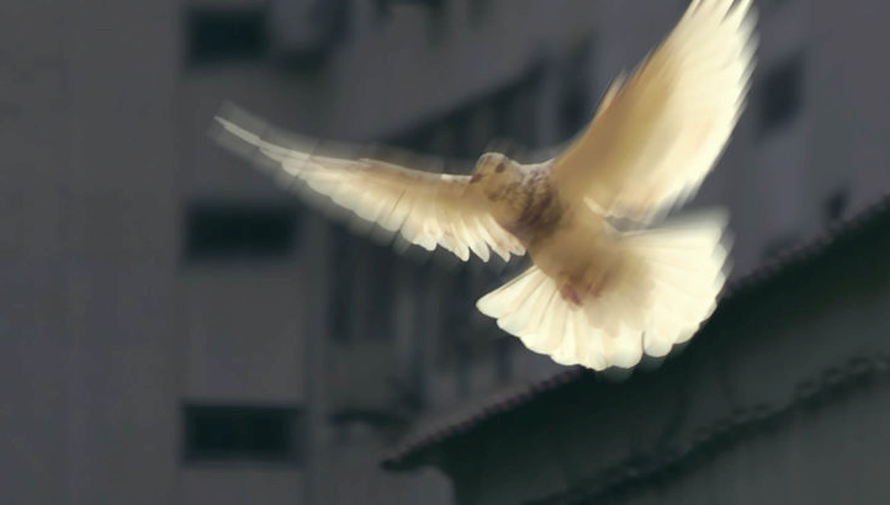 Raad van Kerken: Bid online mee voor vrede