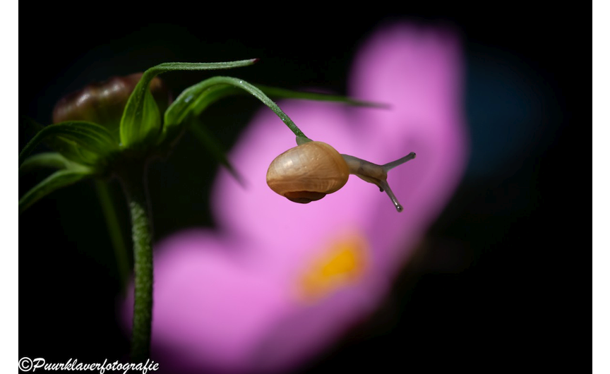 Fotograaf Janet Klaver bij de Instuif