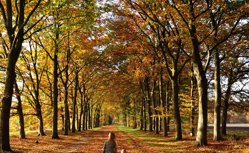 ‘Wandelen met…’ Spanderswoud in herfstkleuren