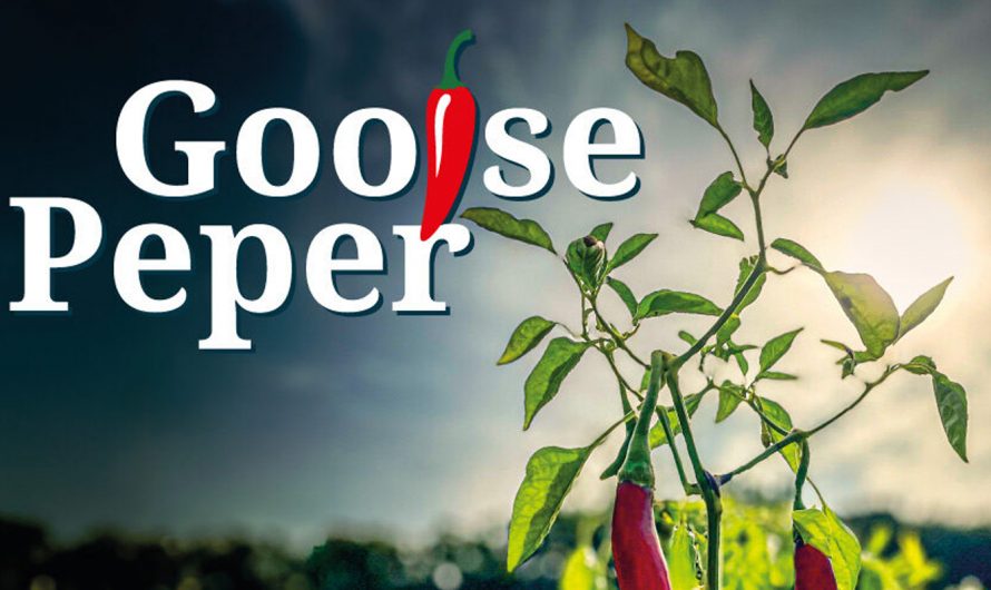 Gooise Peper 